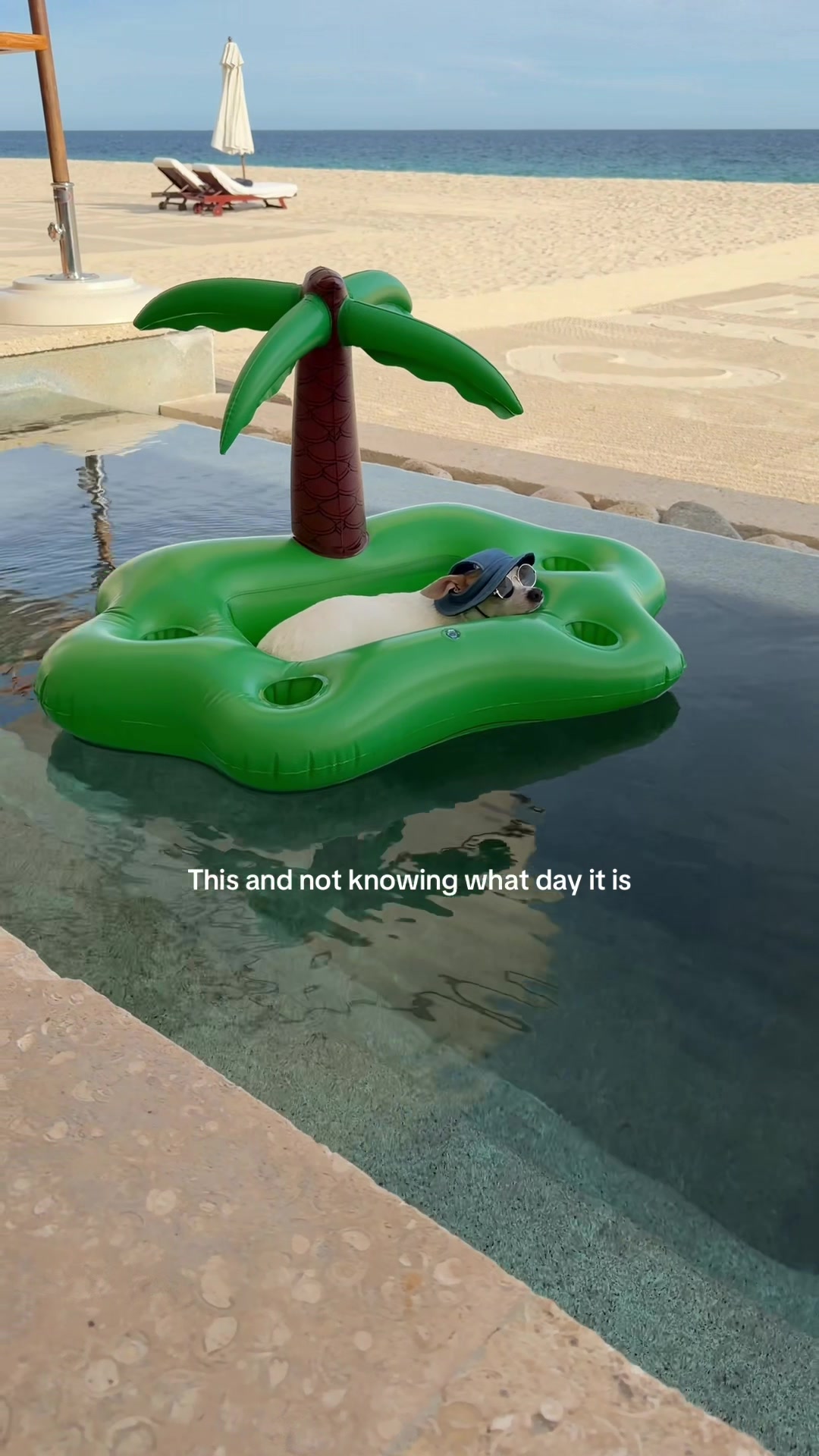 @Bao the Chihuahua