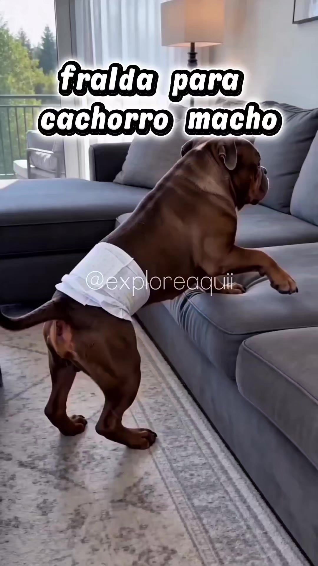 @Explore Aquii 🐾🐾✨️