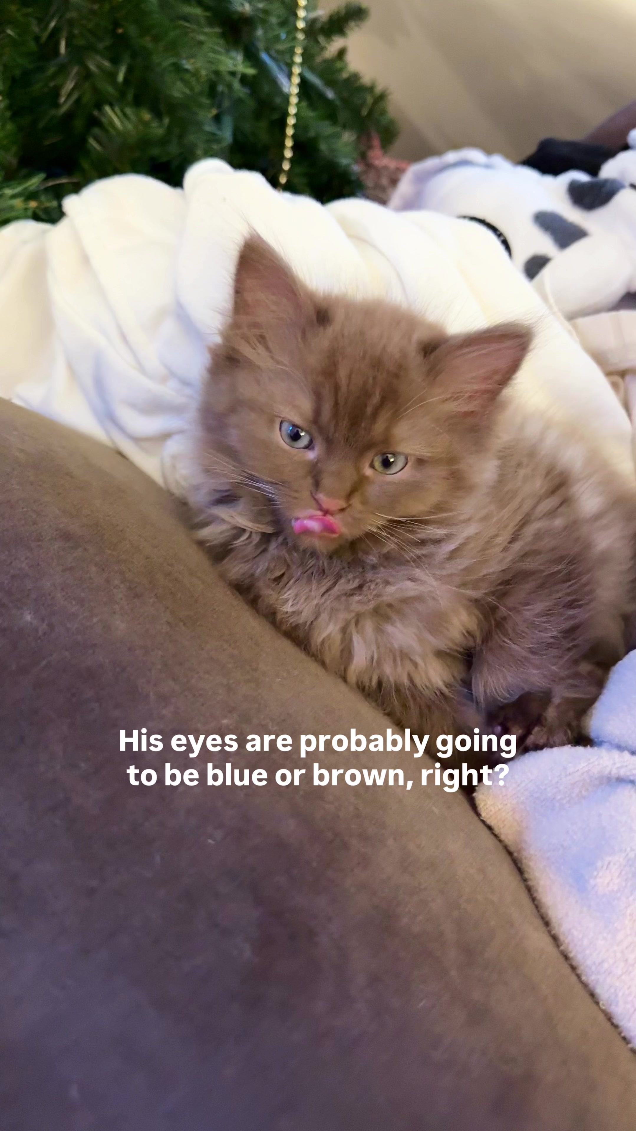 @Churro the Cinnamon Ragdoll 🤎