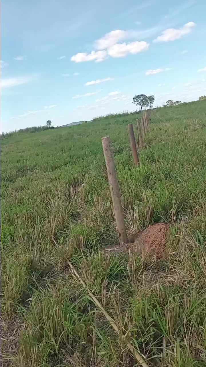 @mario Ferreira