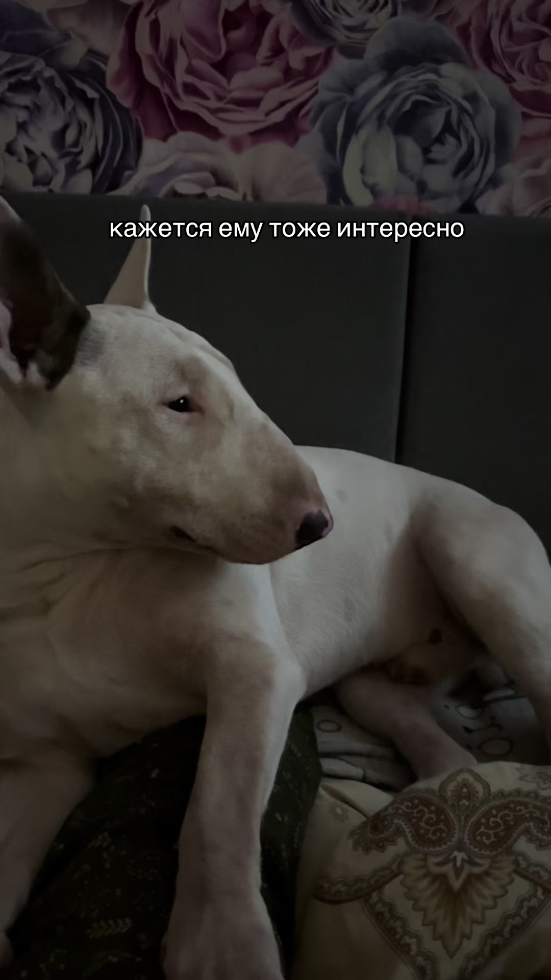@пикми Ричард