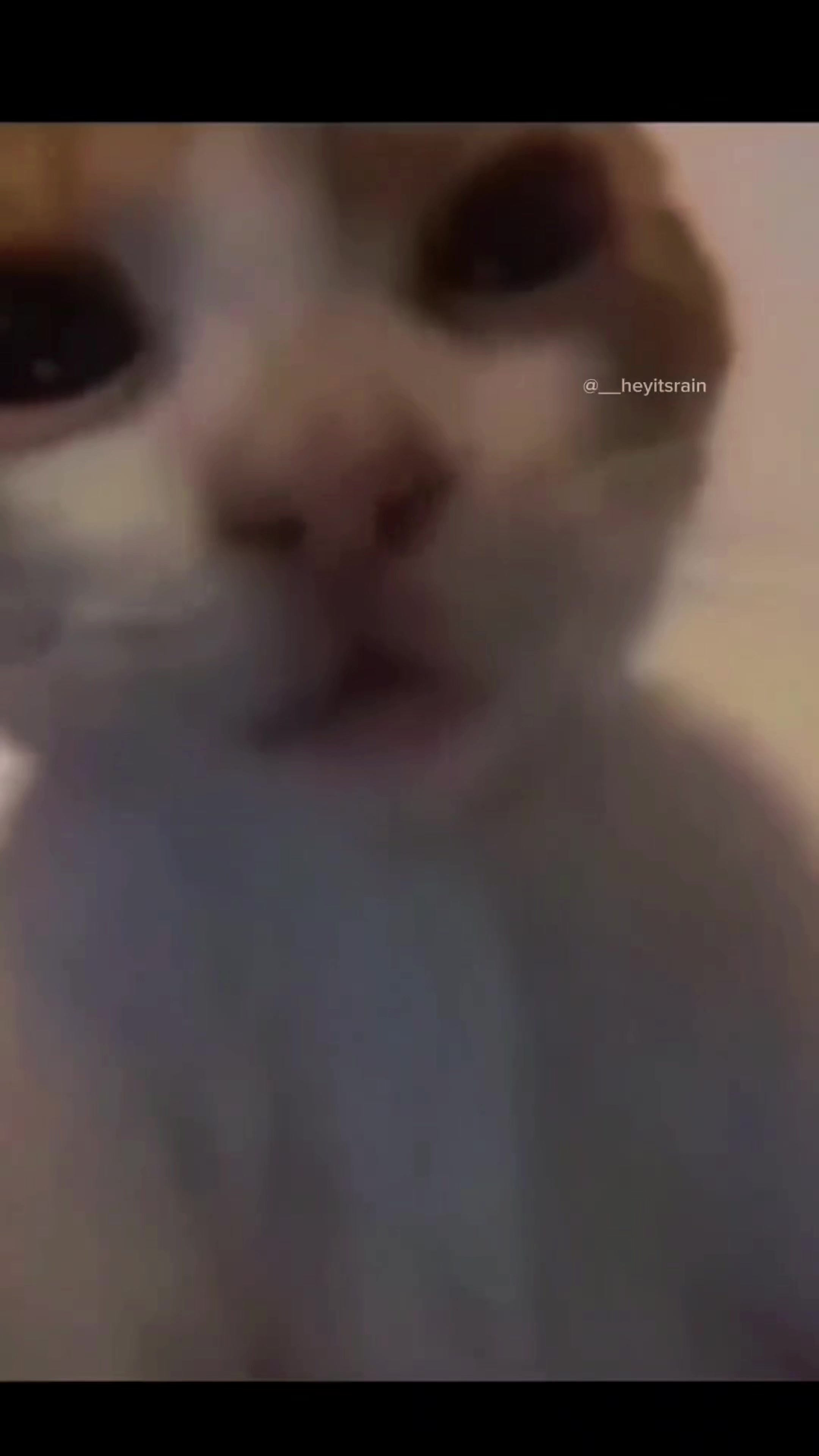 @𝗖𝗔𝗧𝗦