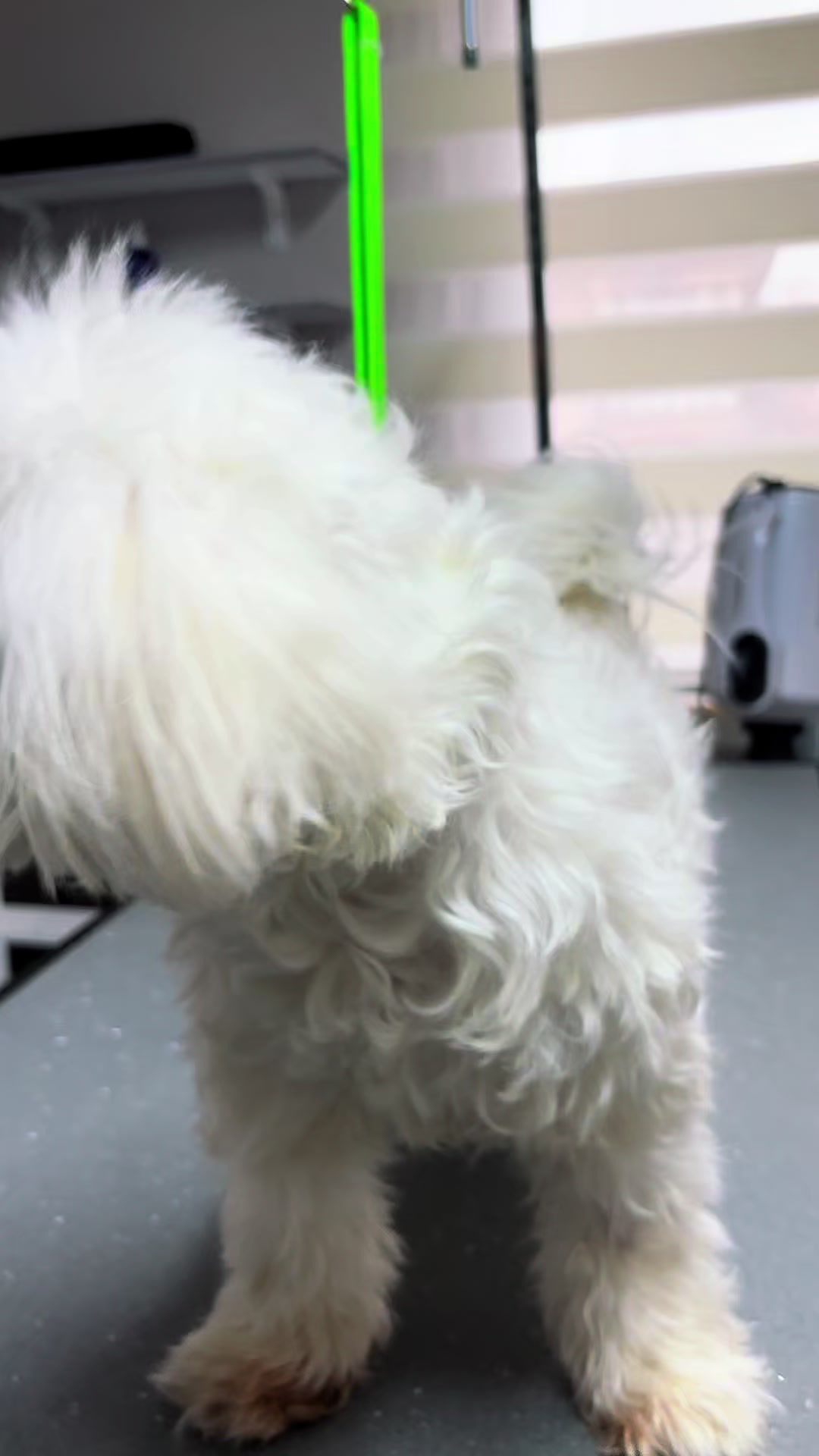 @Diva Pet Kuaf&ouml;r Ankara