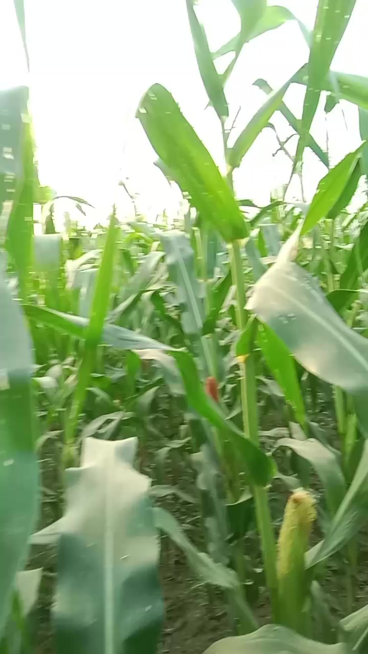 @sarswotishahi2