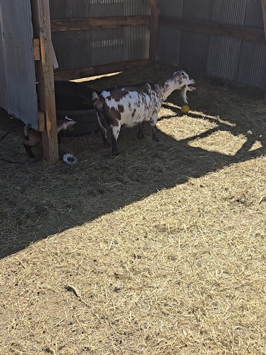 @Goat Shack