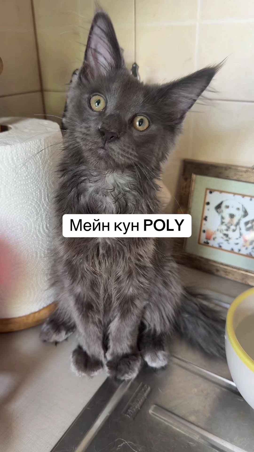 @PARAKENTOS*UA Maine coon