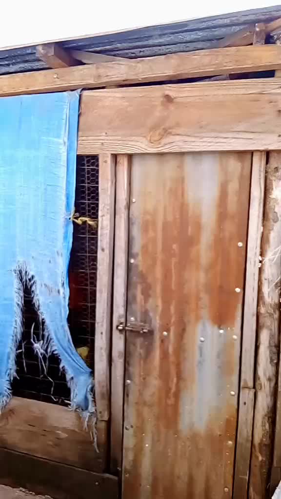 @Shakira Zahir Zorro