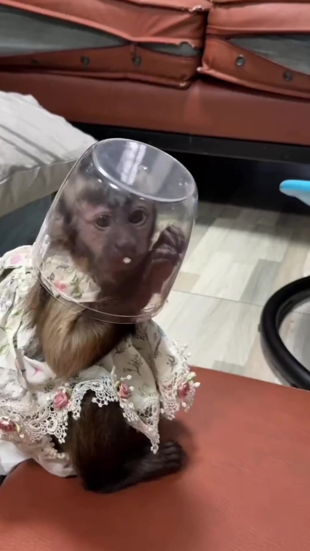 @Gutjang Capuchin