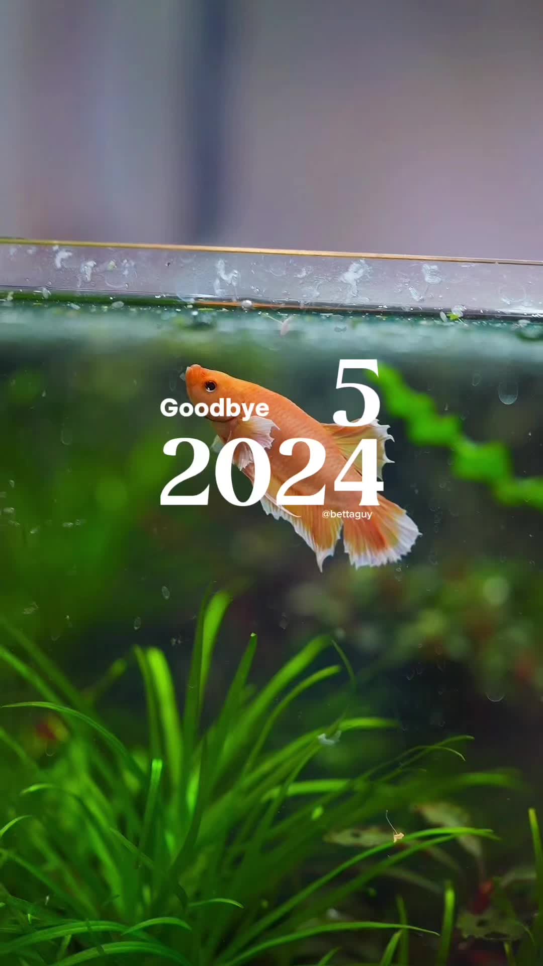 @Fish guy
