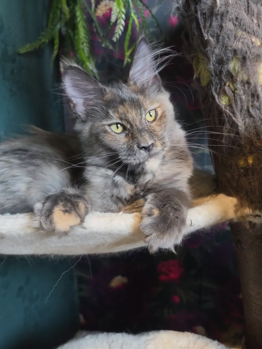 @Peaky Claws Cattery
