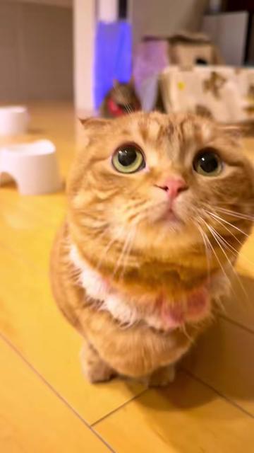 @あにまるファミリー/6猫2フェレット