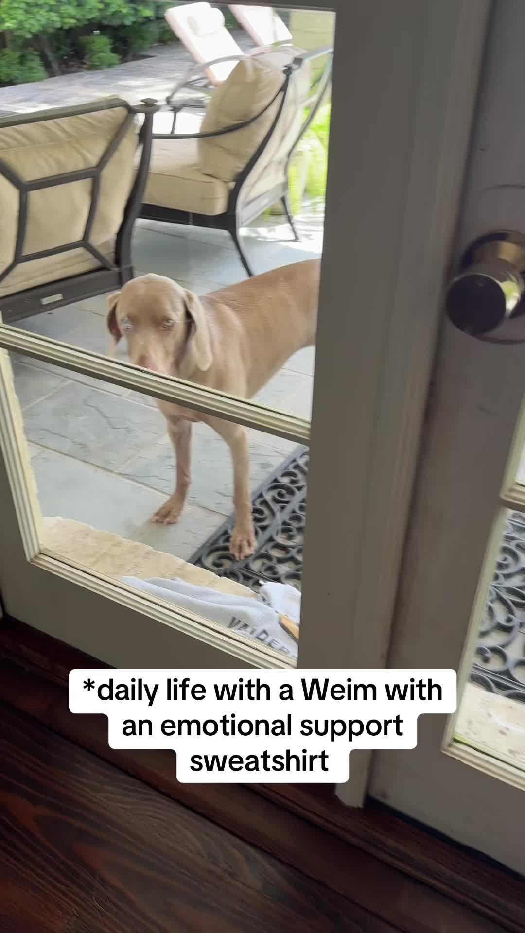 @Zoey the Weim