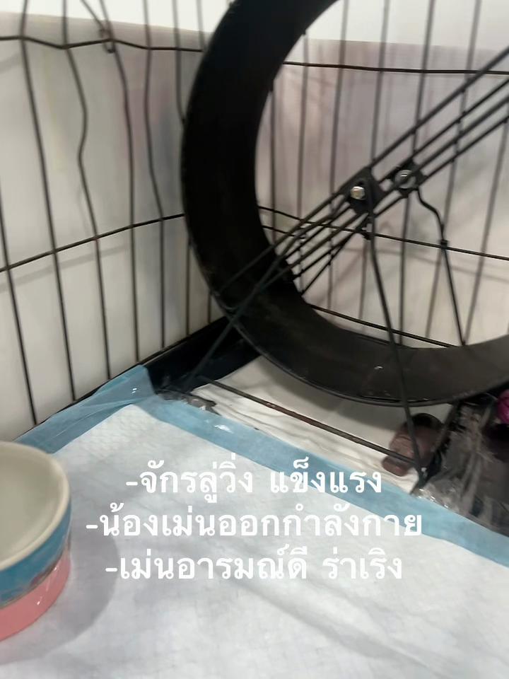 @❤️เป็ปเปอร์หมูจู๊ด❤️