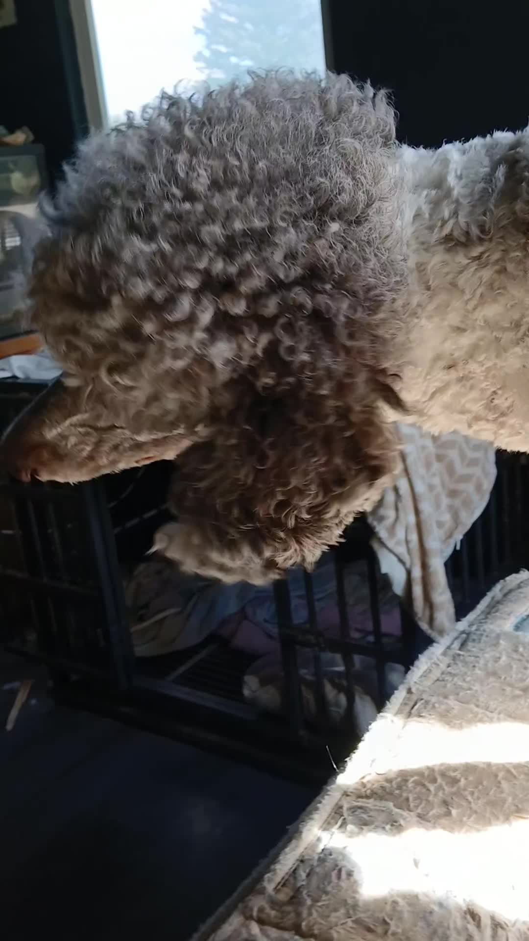 @crazy_dog_person