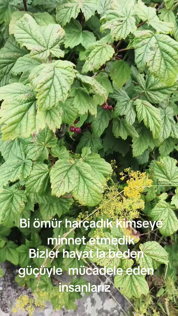 @Göksal Güneş