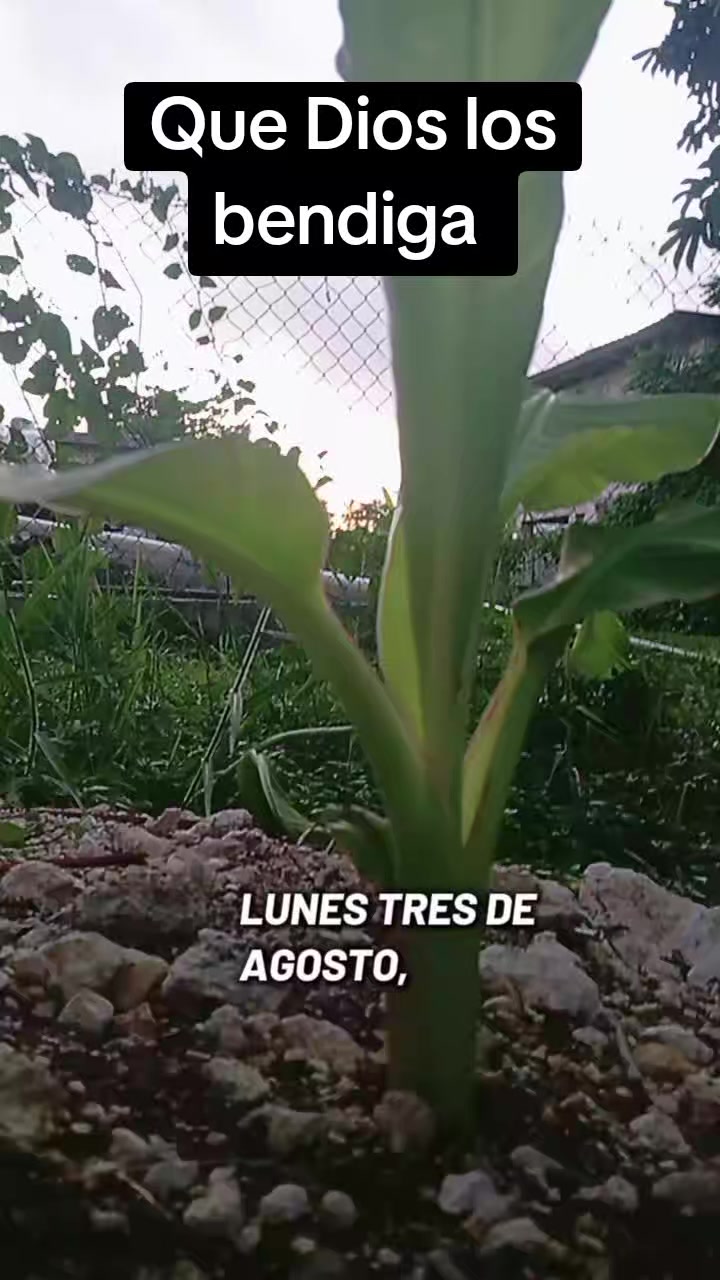 @Josué wendell