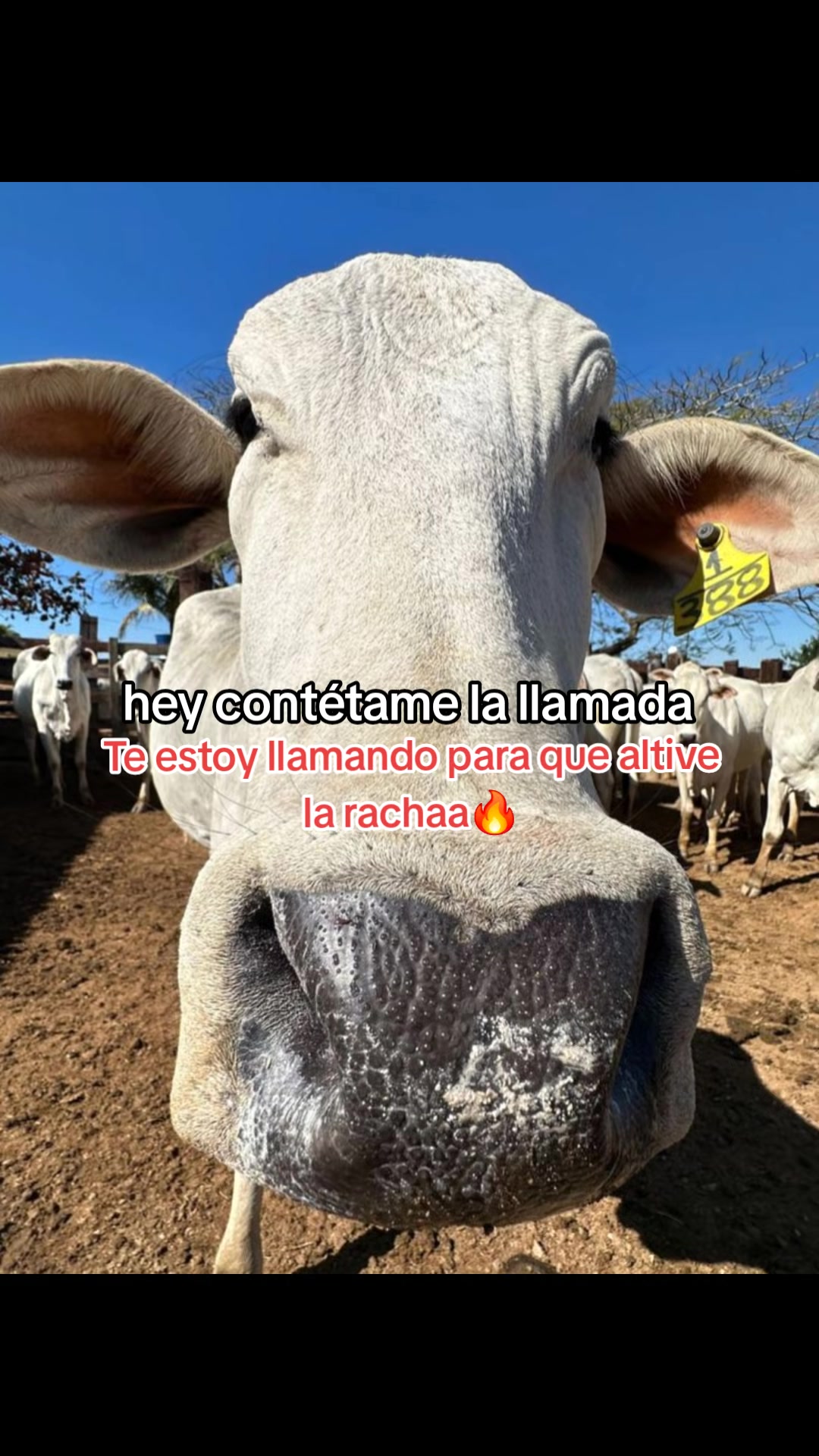 @ganader&iacute;a🐮 y caballo🐴☠️
