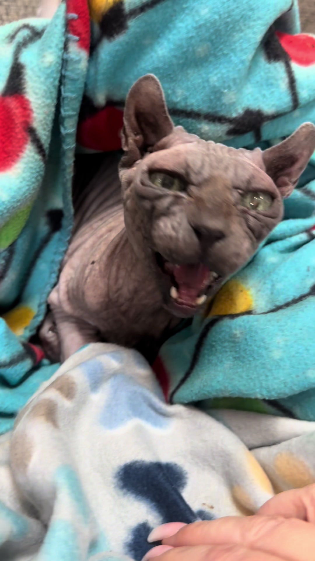 @MySphynxLife