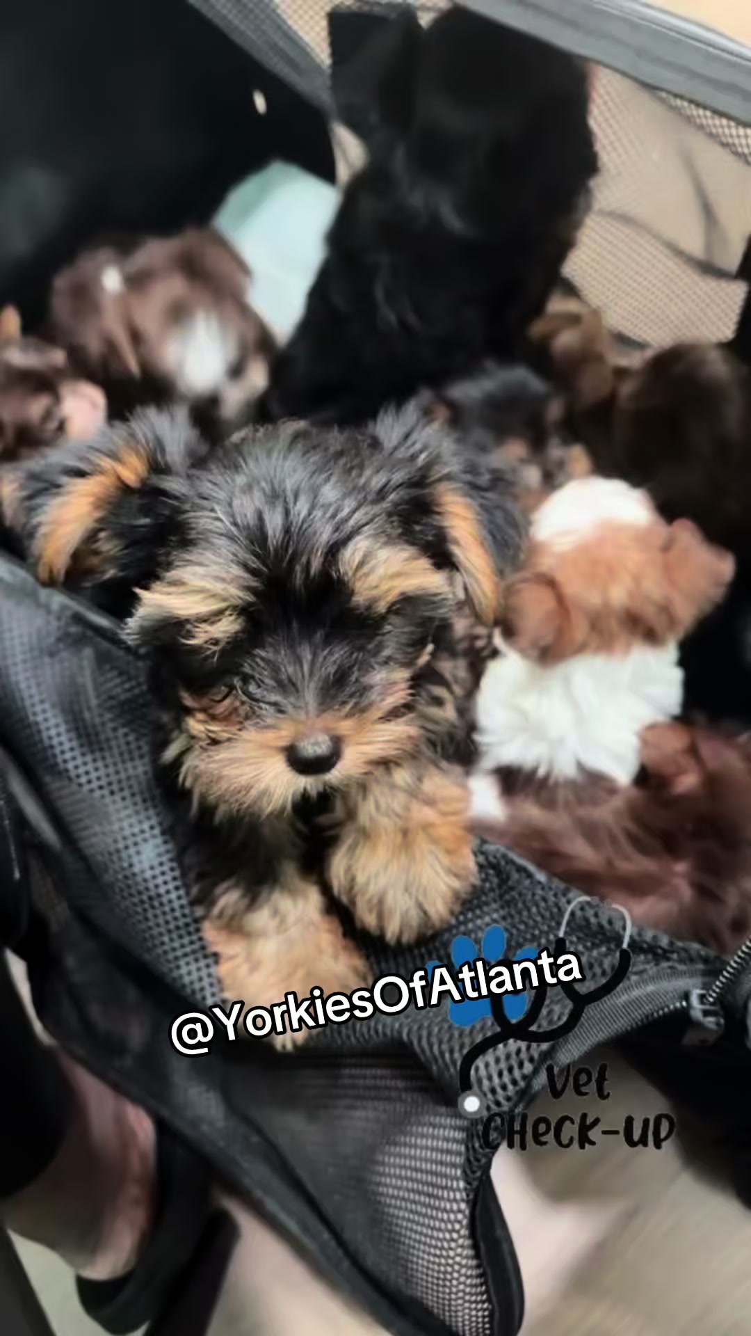 @Yorkies Of Atlanta