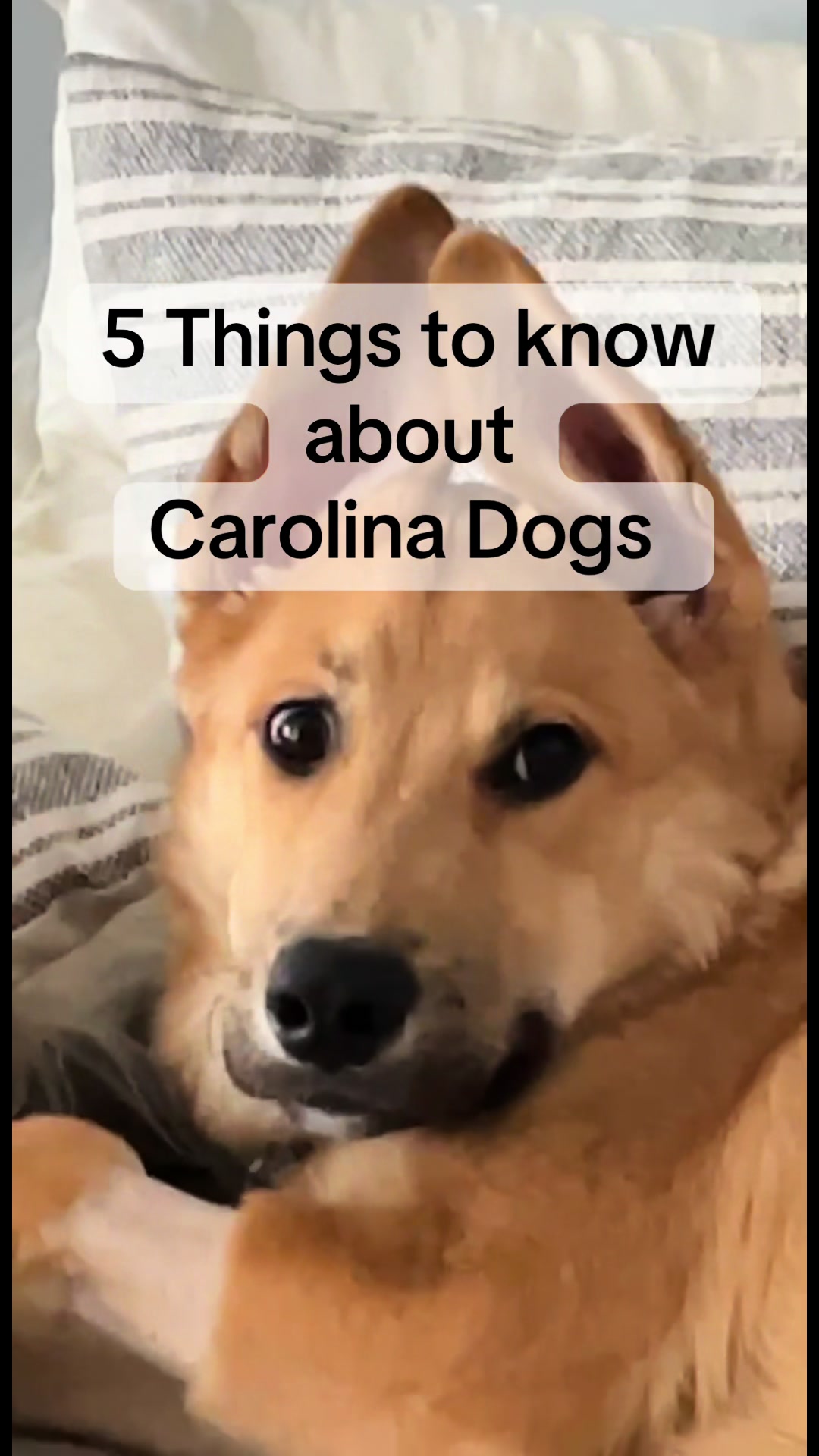 @Pet Mom Things