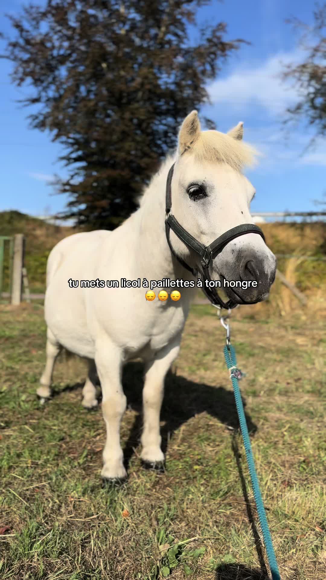 @benjyylepetitponey
