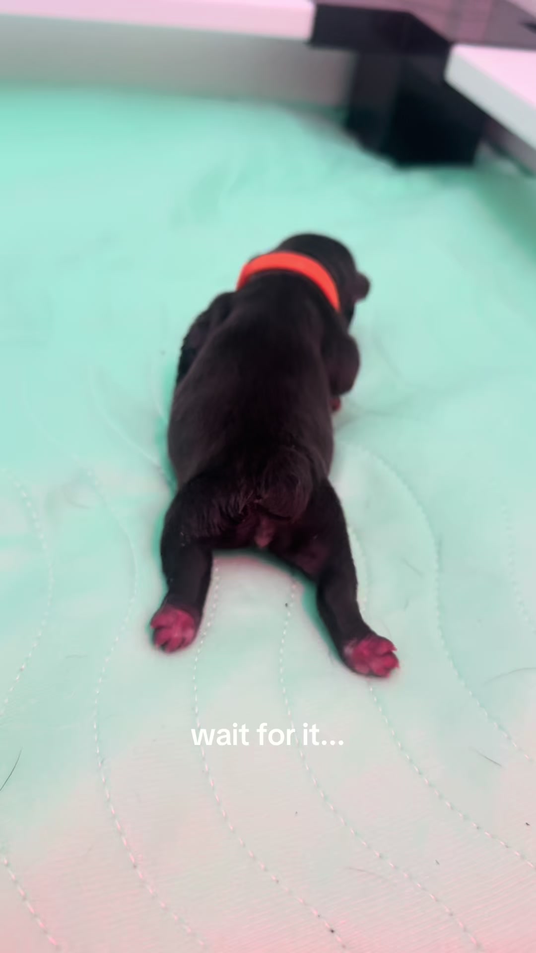 @frenchiesofvegas