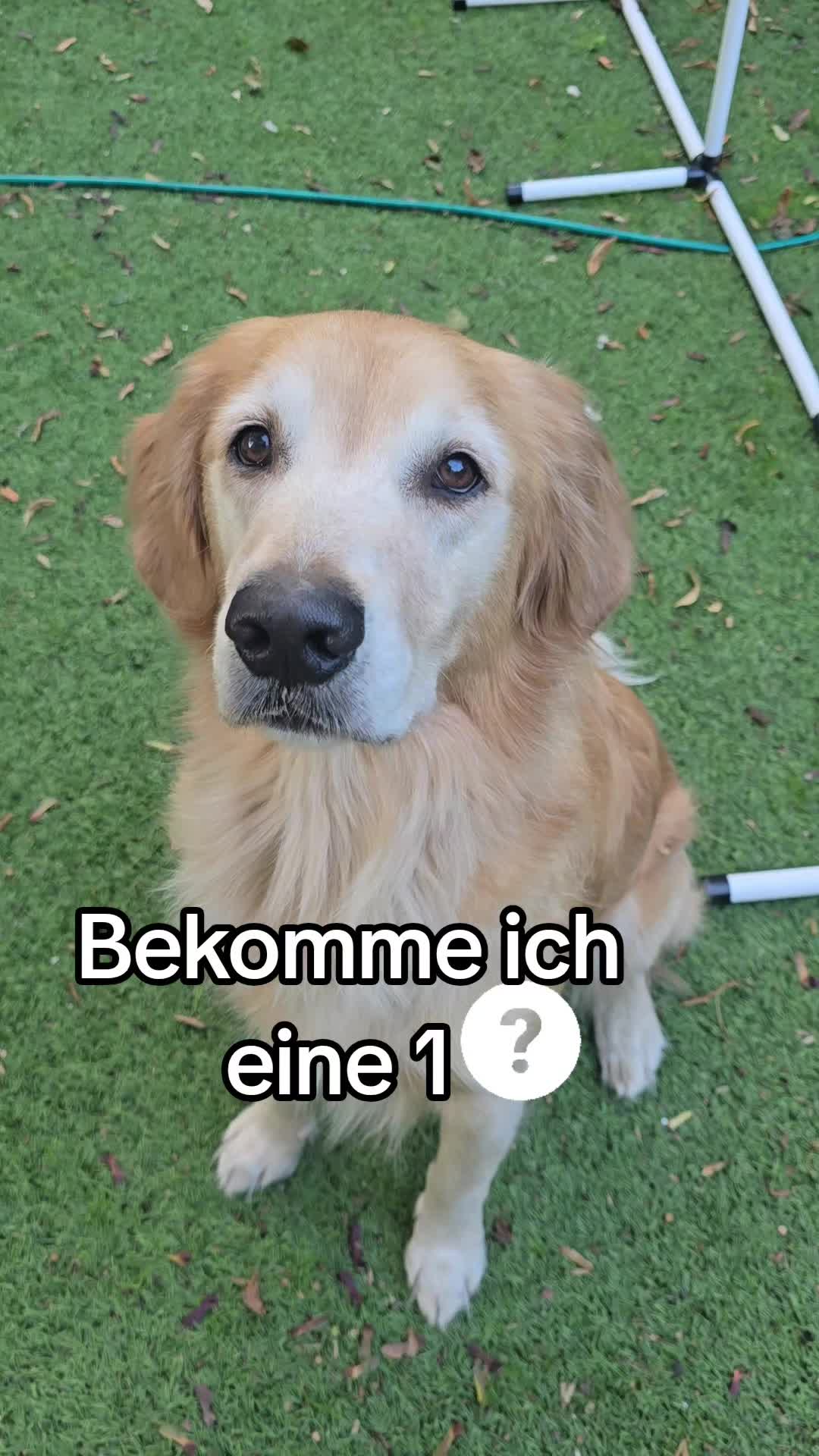 @Fellnasen WG