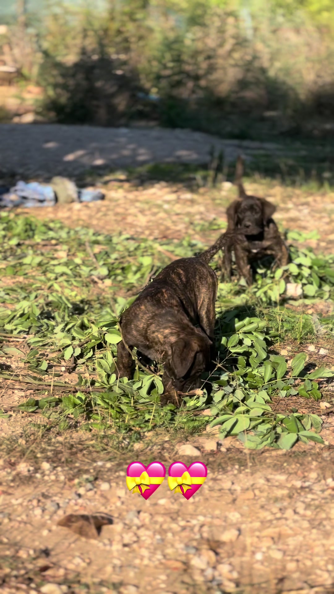 @Presacanario_bulldogfrances