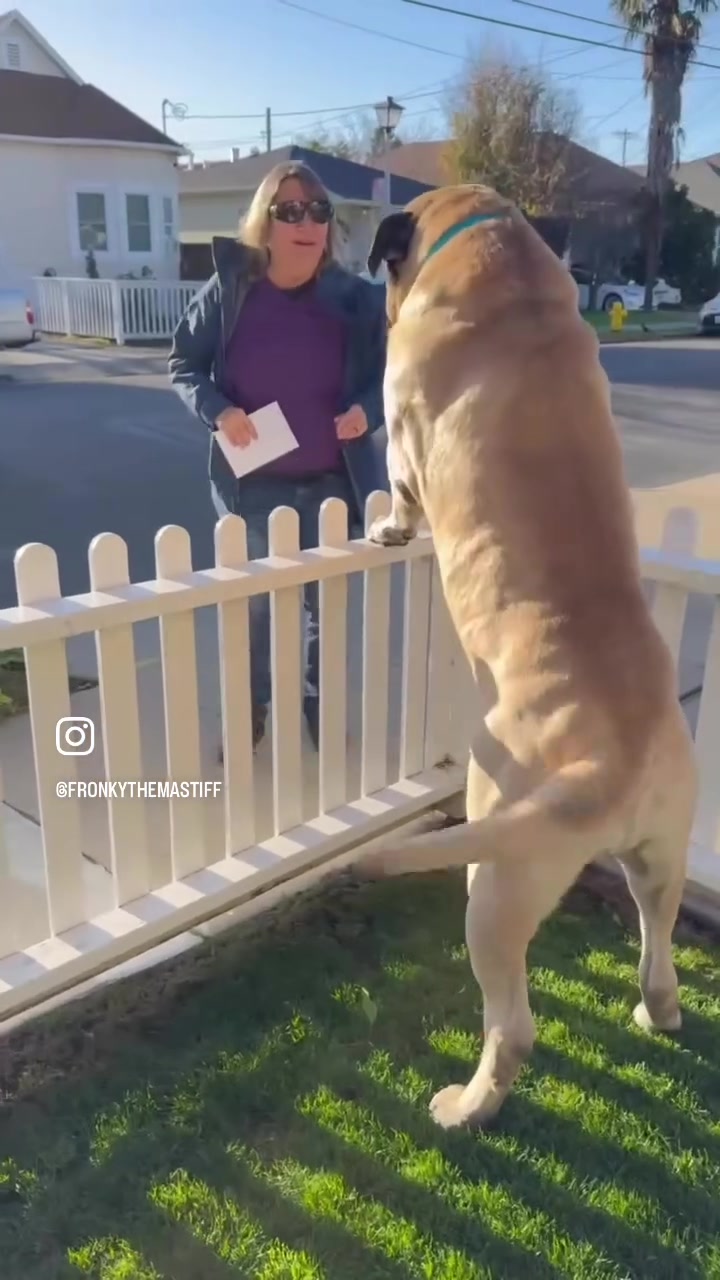 @Fronkythemastiff