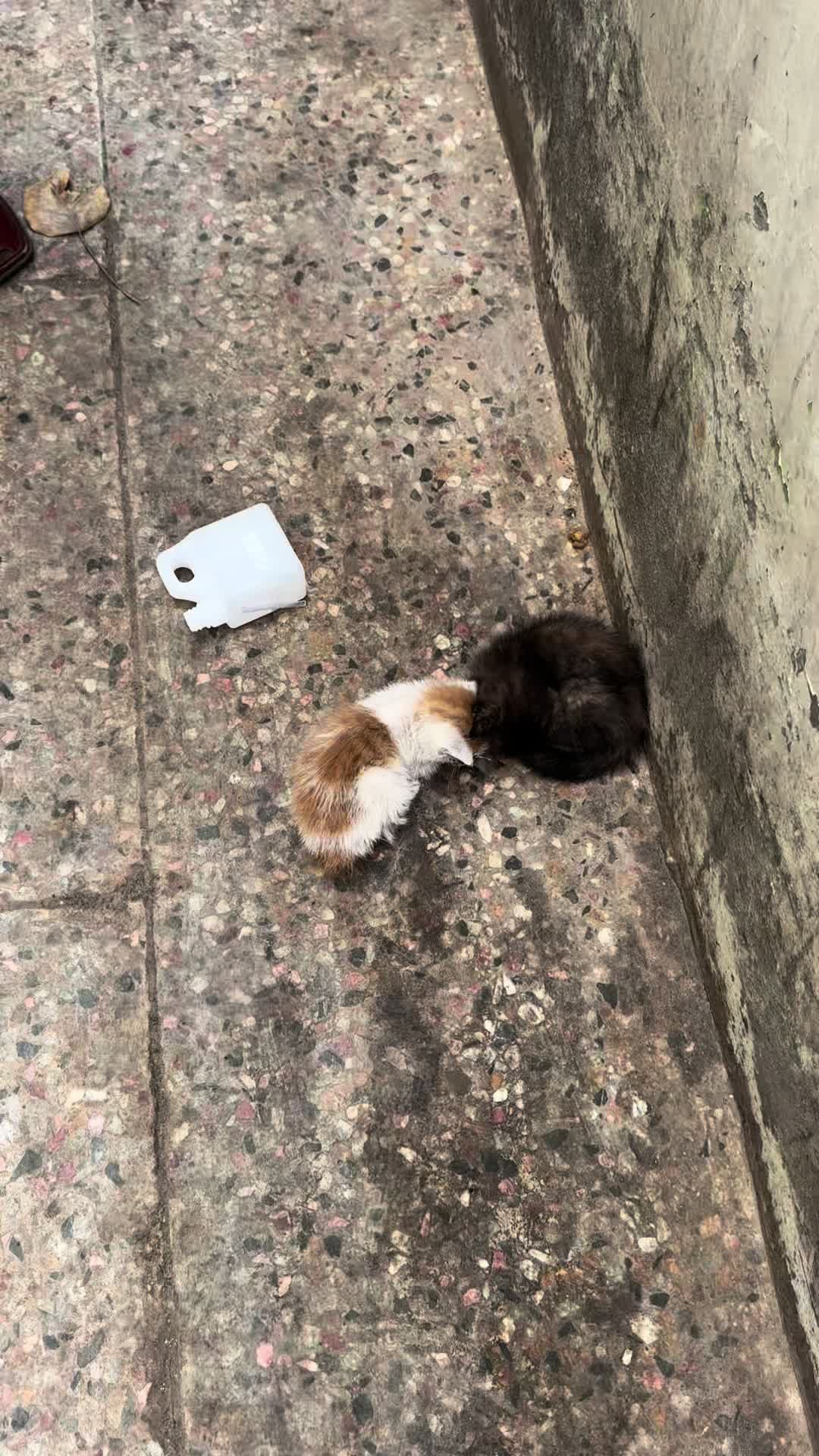 @coco