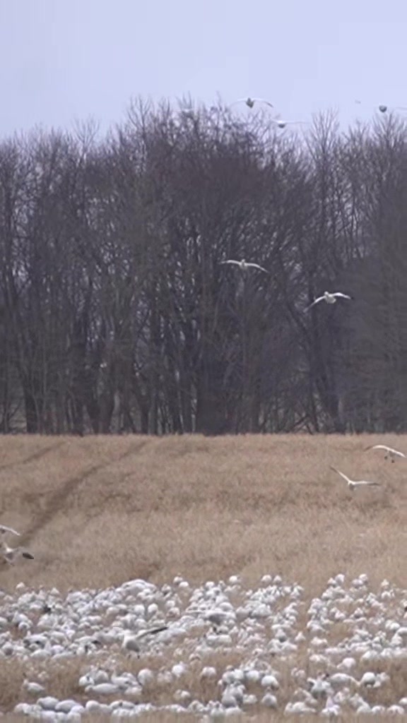 @Final Flight Waterfowl LLC