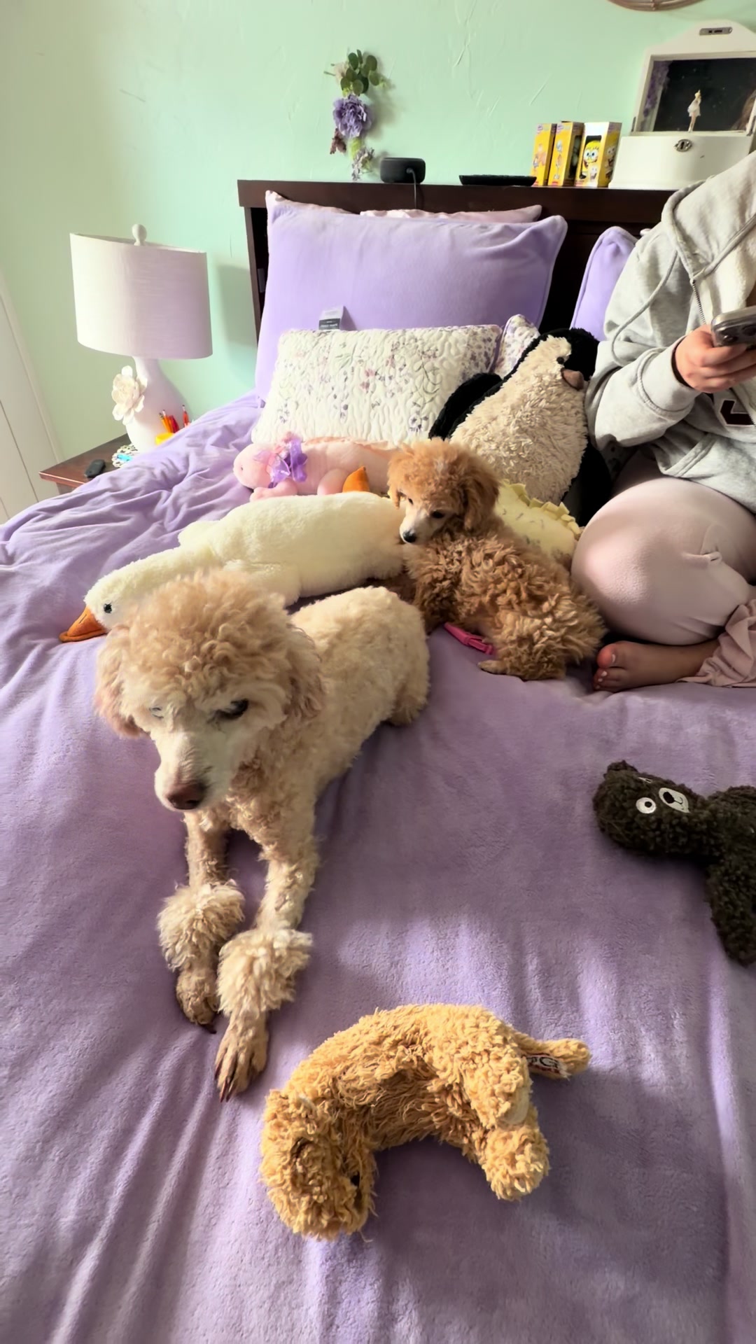 @Winnie the Poodle 🍯