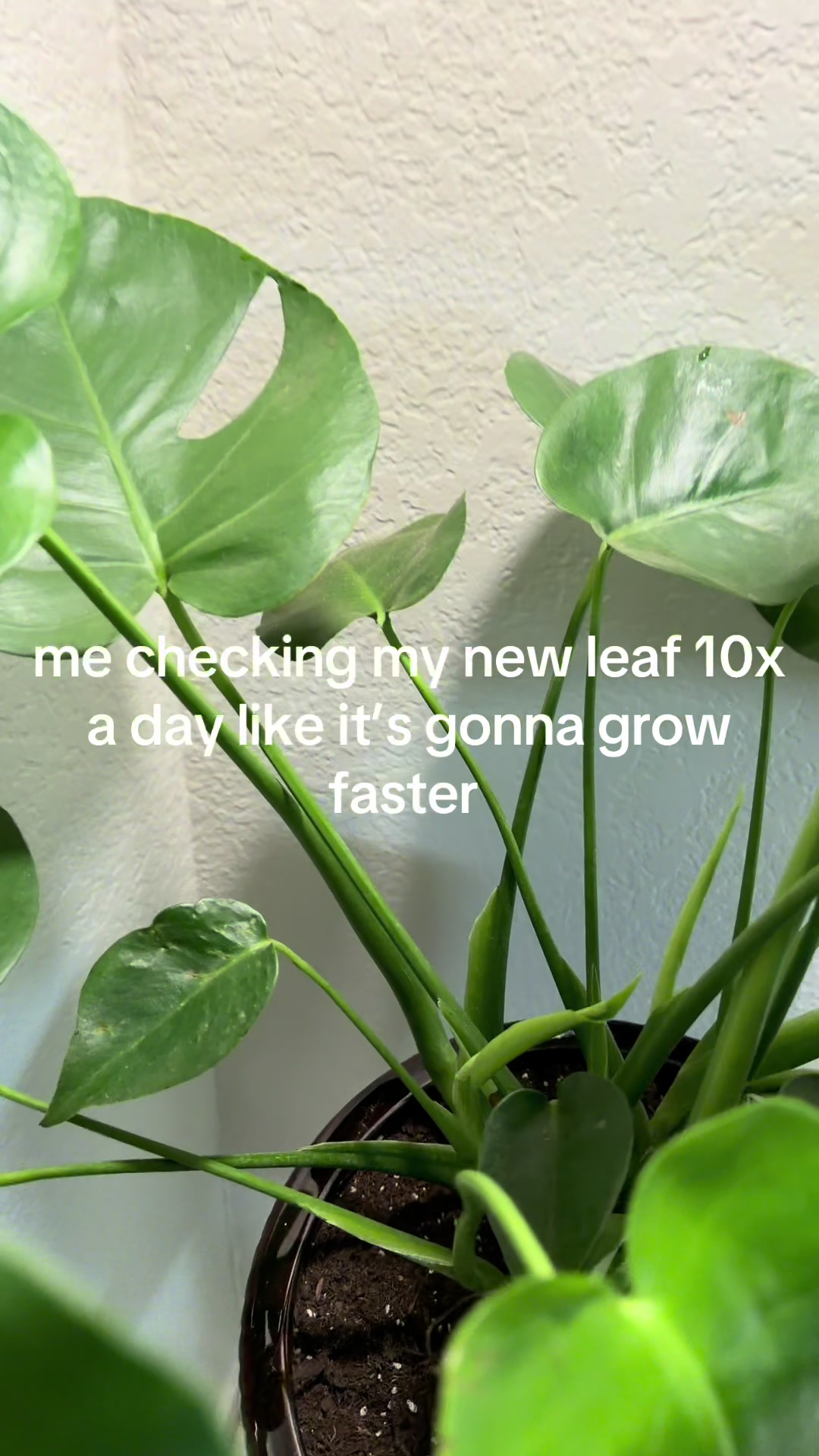 @Vanessa