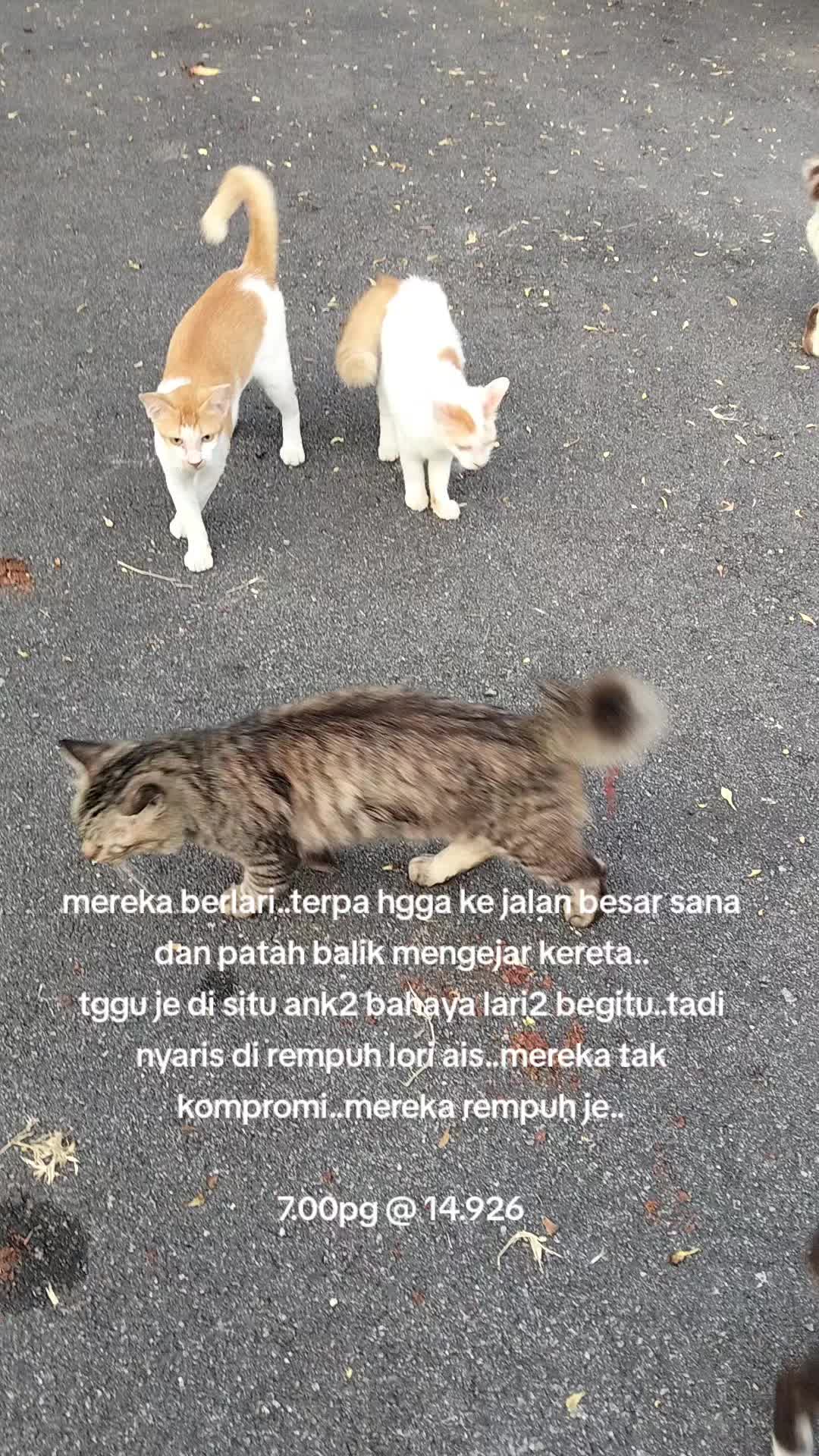 @MaderCats