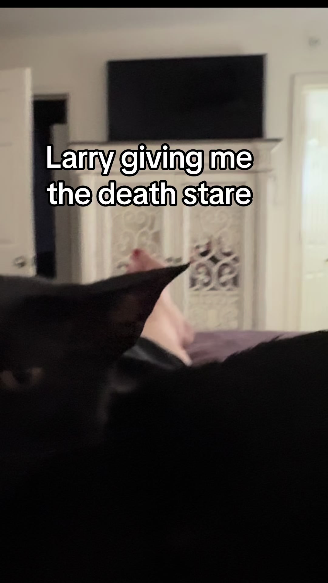 @hobbikats