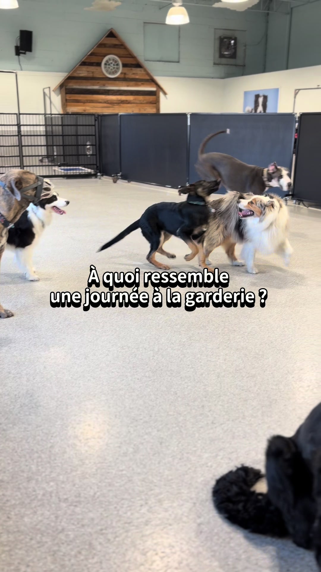 @centrecanindesruisseaux