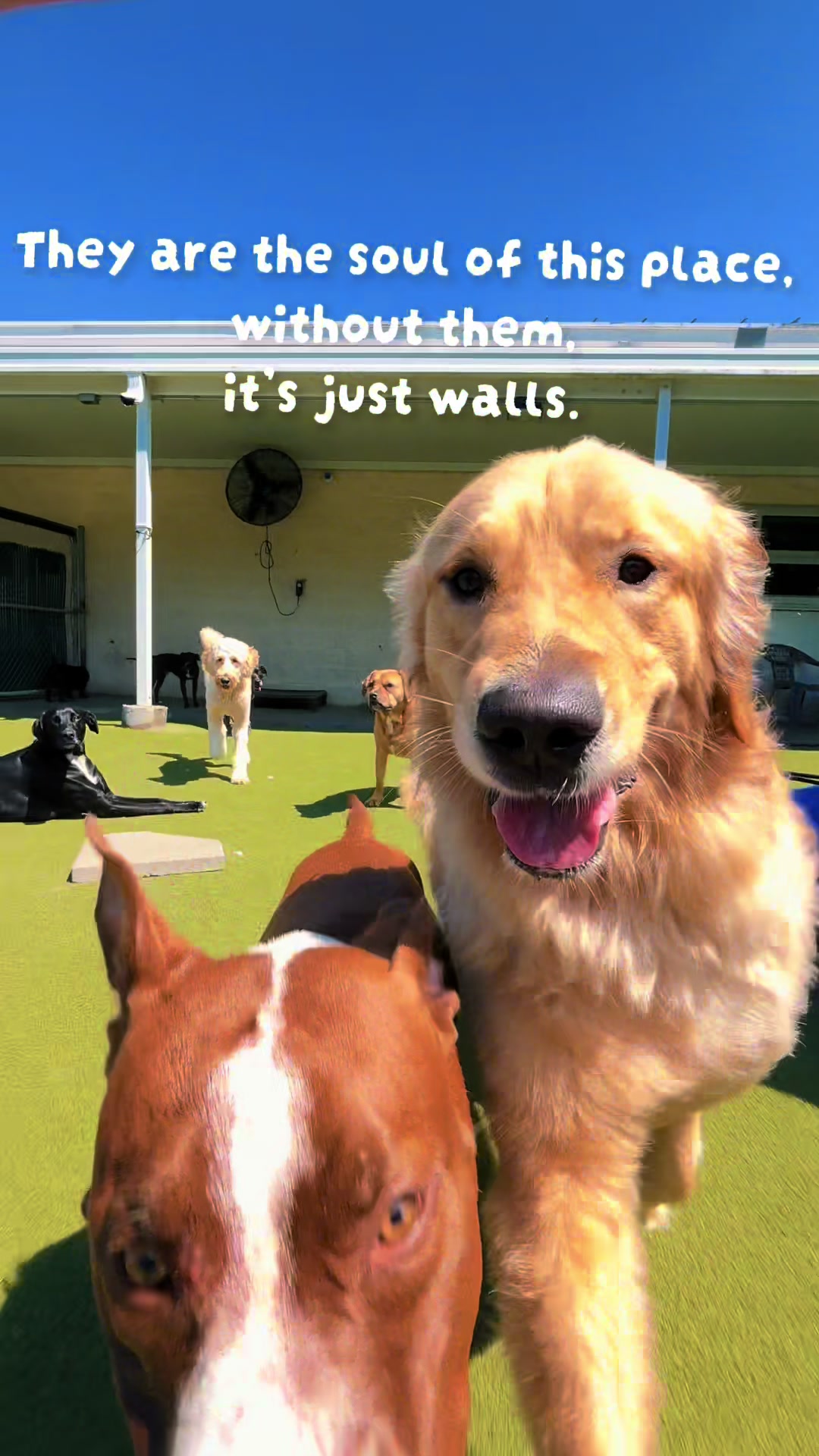 @GoDog Durham
