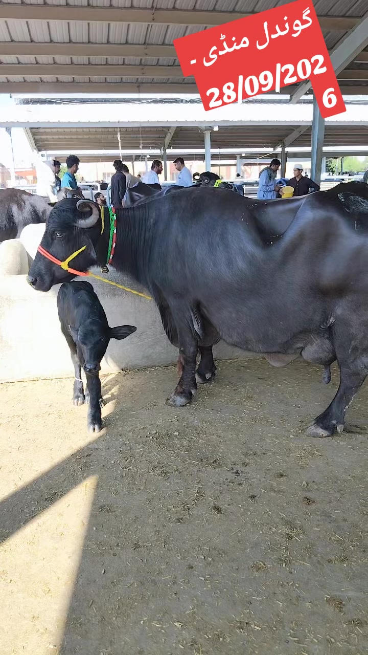 @💖🐄یوسف خان گوندل الہ 💖🐄