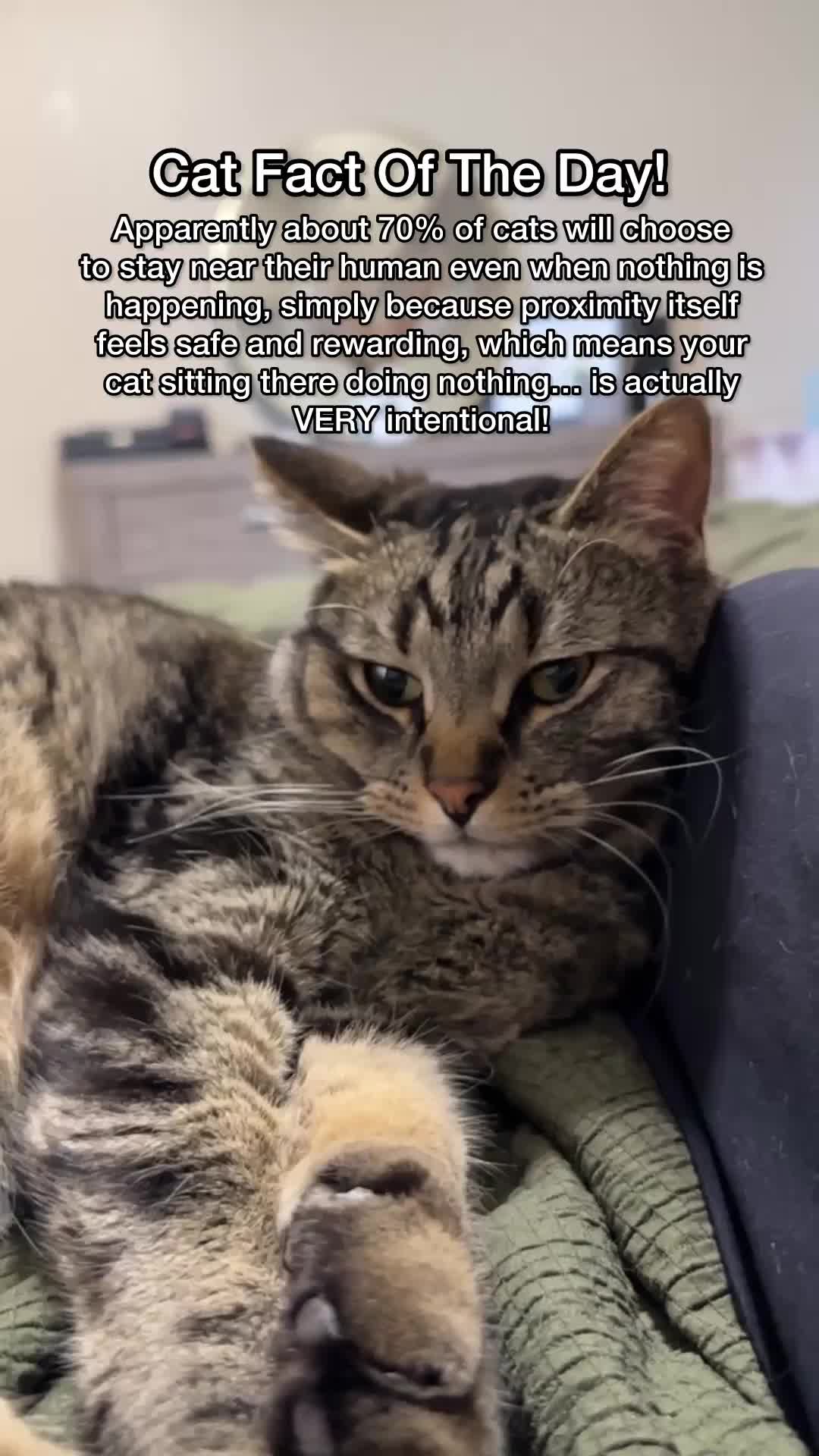 @Chip The Manx