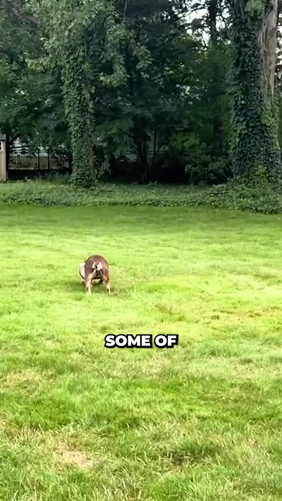 @Miracle K9 Training
