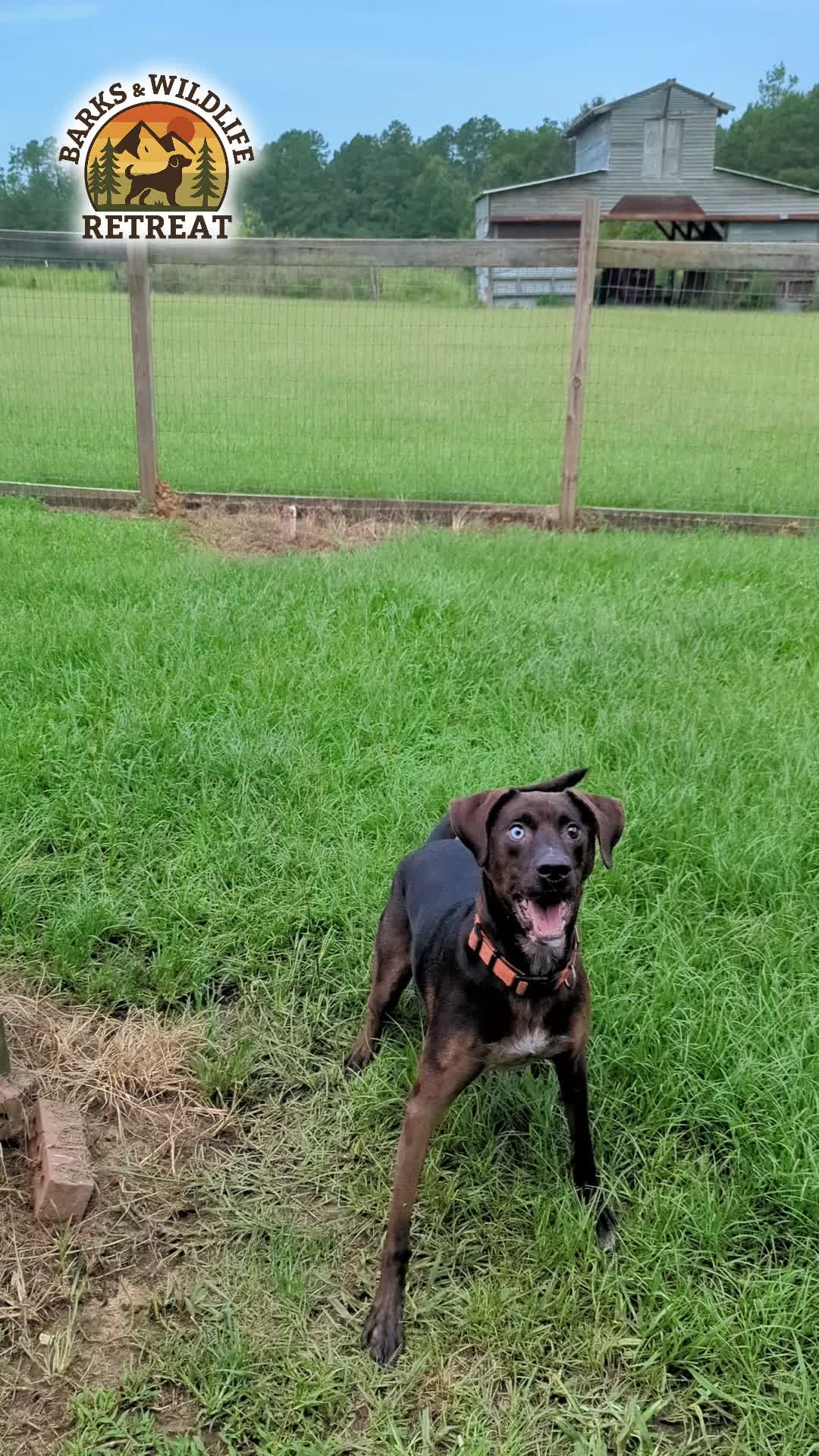 @Barks & Wildlife Longville LA