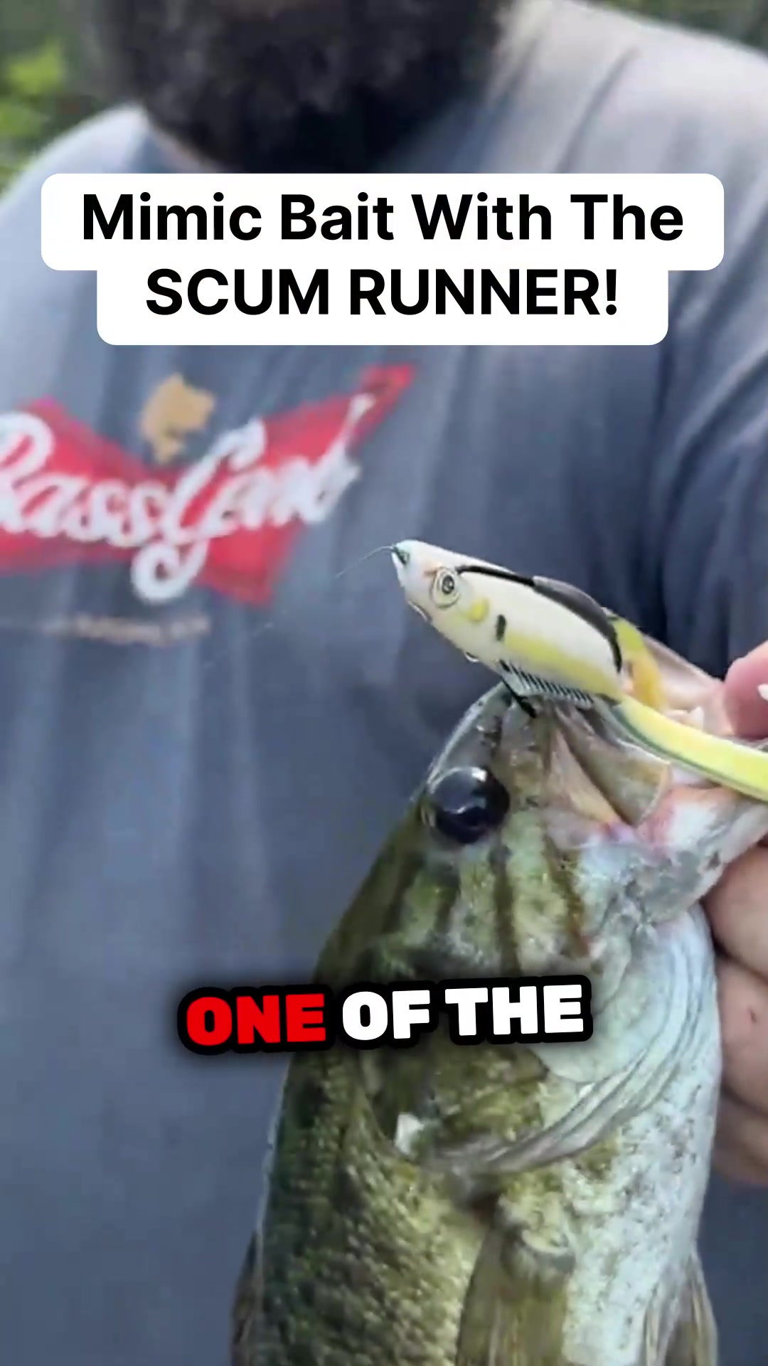 @bassgeek