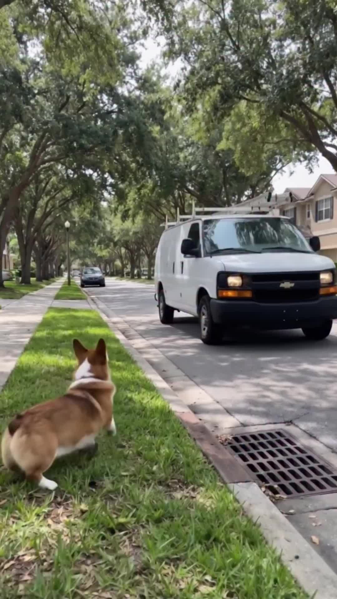 @middlepets
