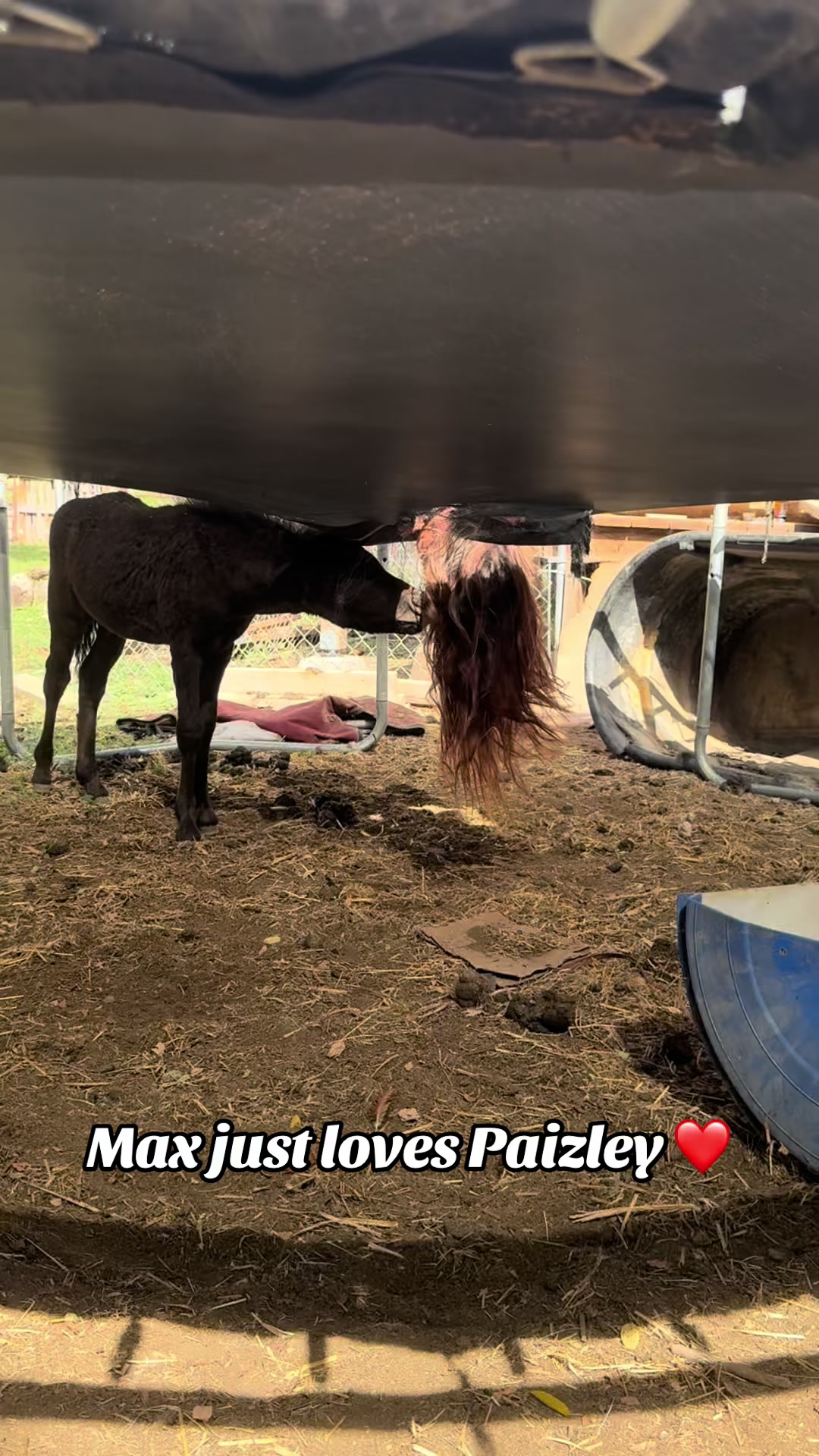 @Hot Sauce the Mini horse 🐎