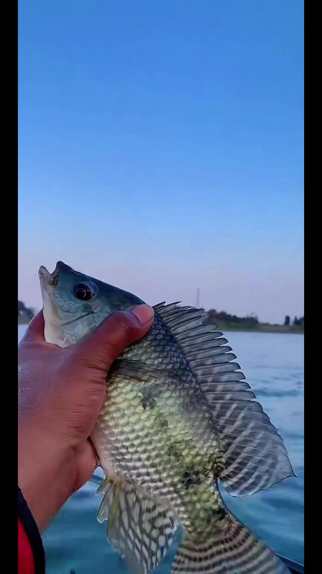 @MAFIA FISHING