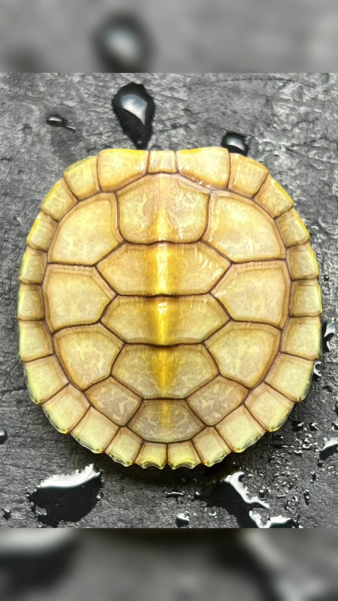 @꧁ৡཊ 龜 紀 ཏৡ꧂