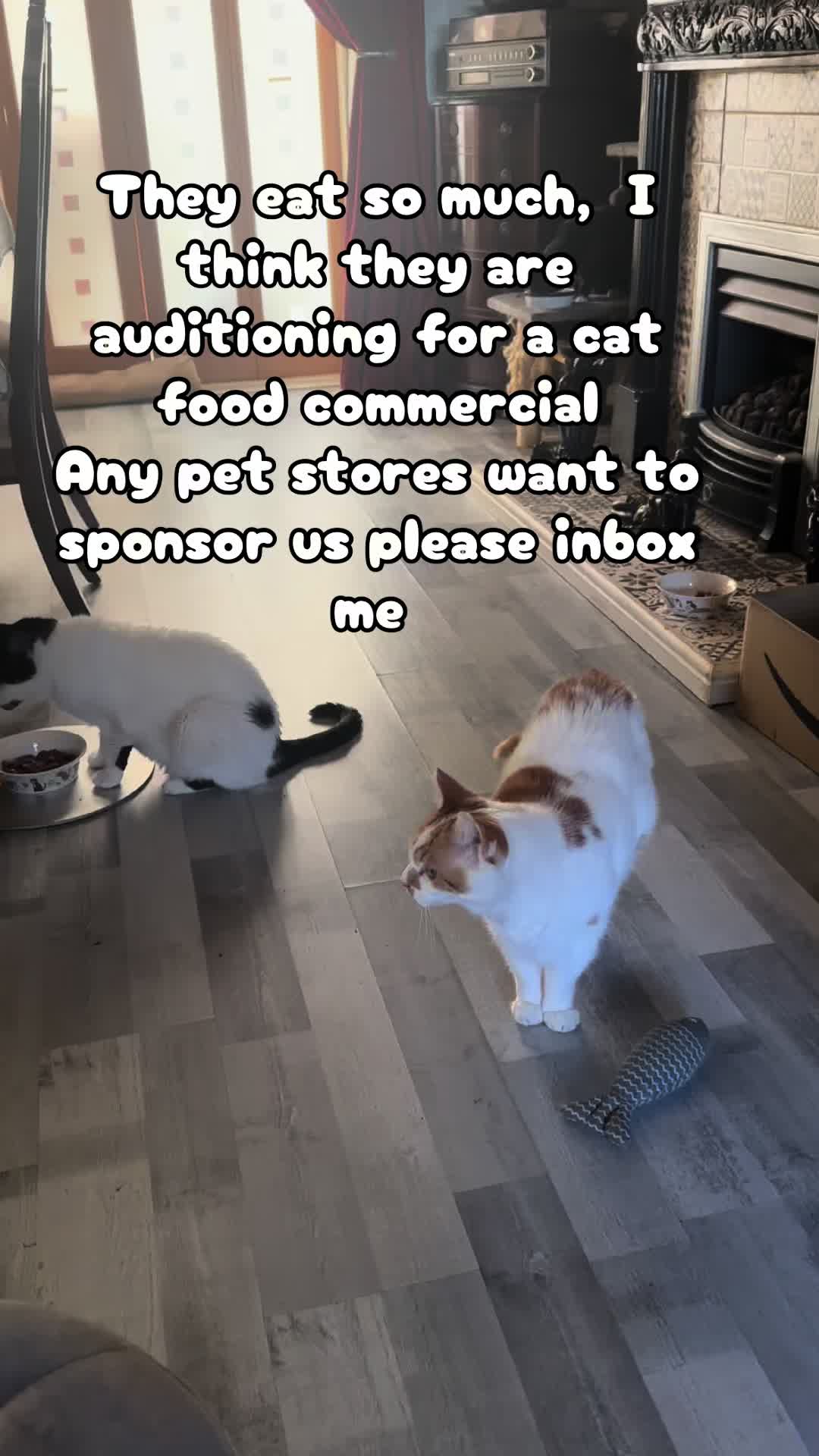 @crazycatladyxfour