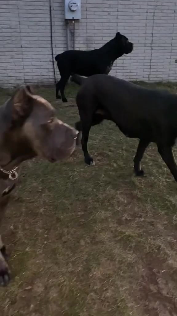 @Heart Land Cane Corso kennels