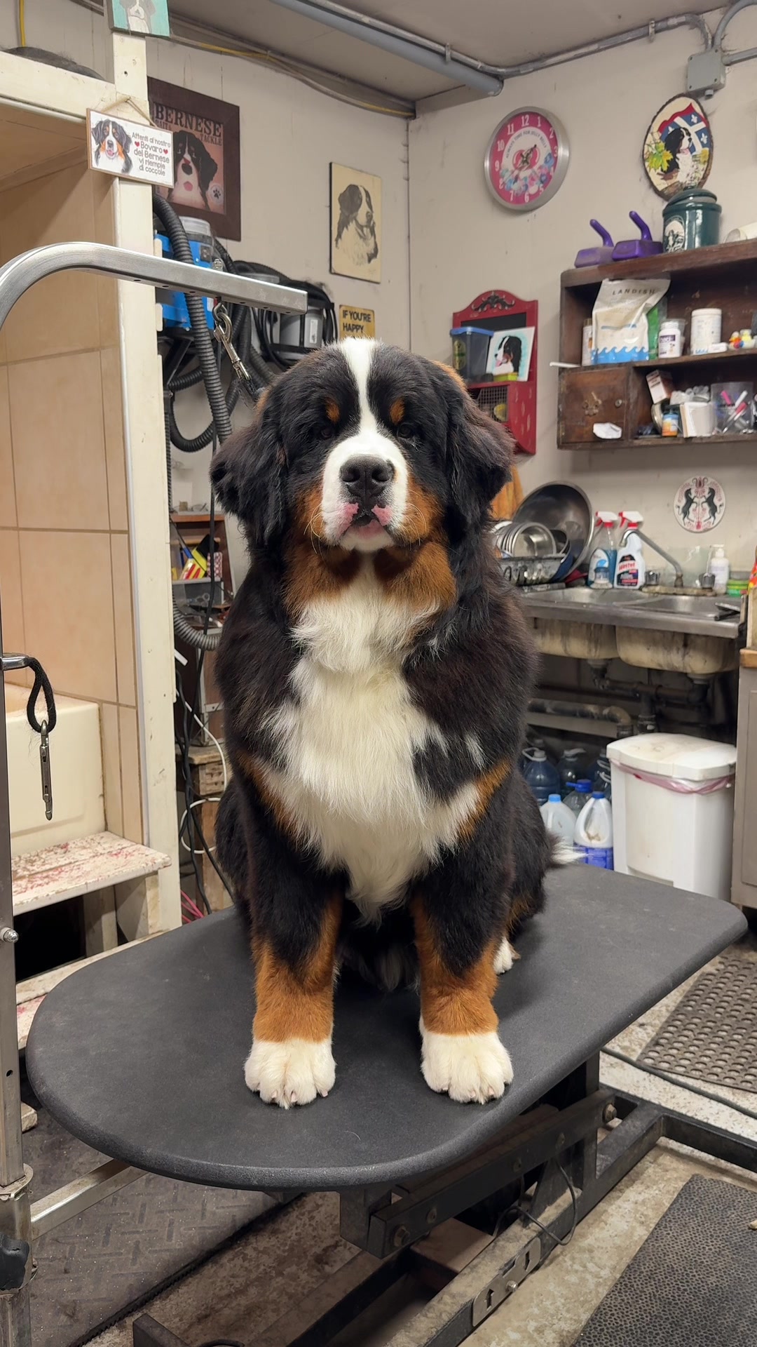@Alpenspirit Bernese