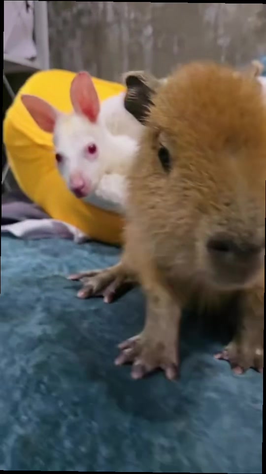 @Capybarabaramedia